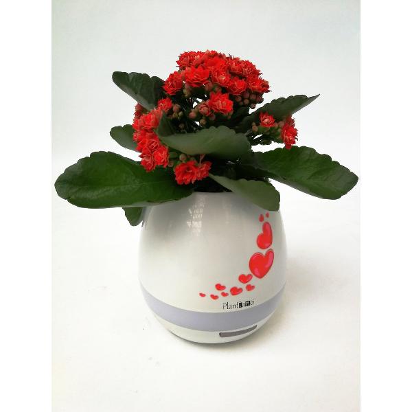 Plantiano valentine met kalanchoe
