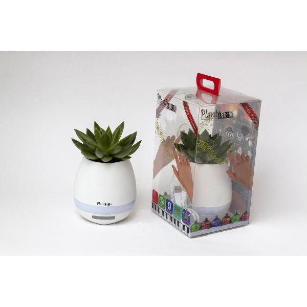 Plantiano mat wit met Echeveria