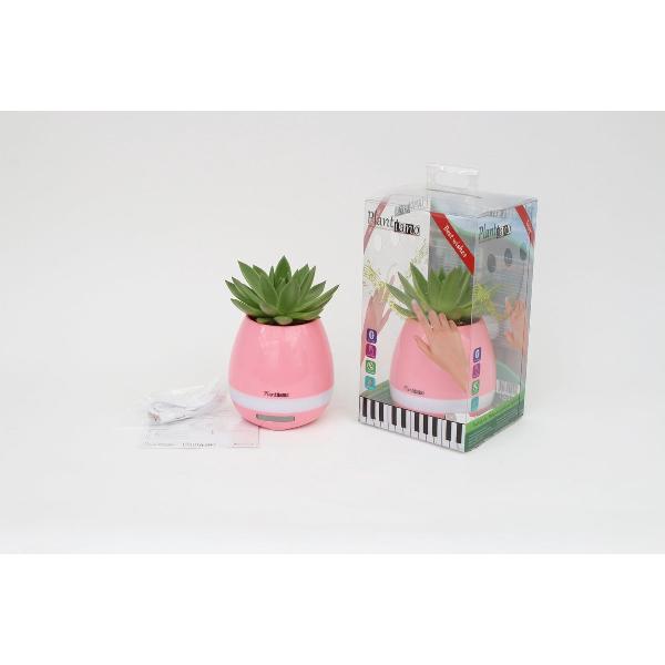 Plantiano Roze met Echeveria