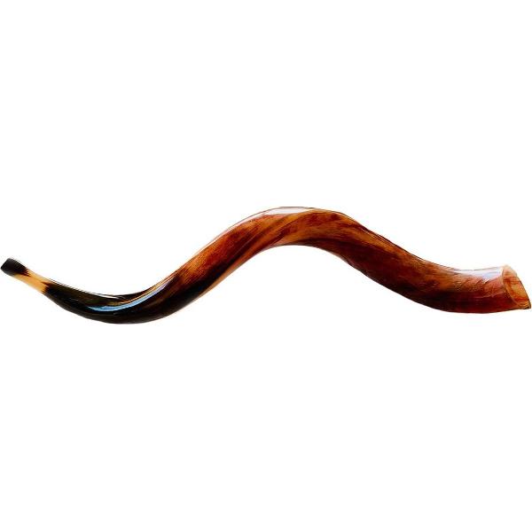 Shofar | Sjofar | Small | 55CM