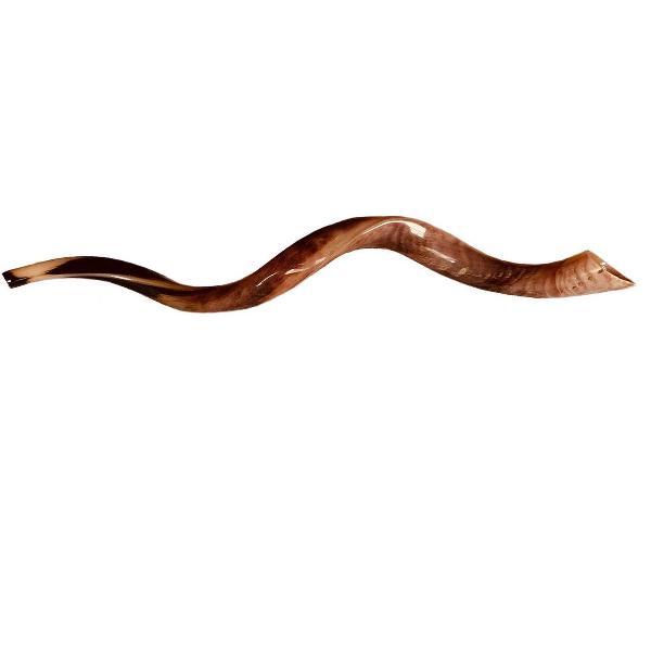 Shofar | Sjofar | Medium | 75CM