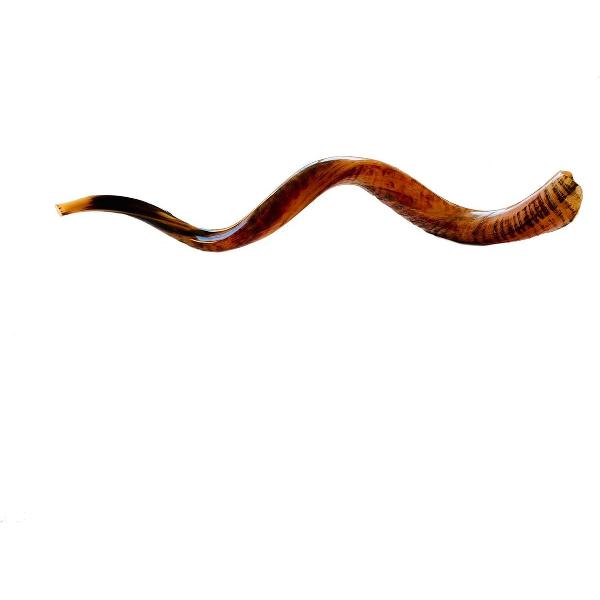 Shofar | Sjofar | Extra Large | 90CM