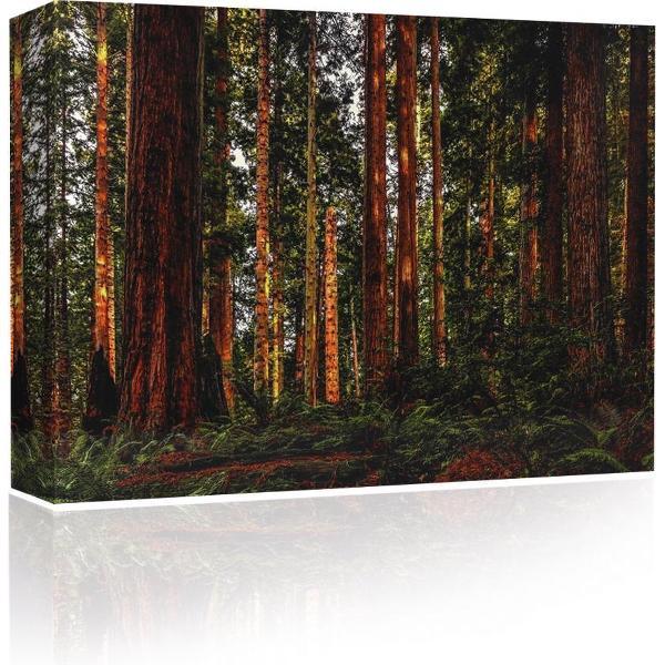 Sound Art - Canvas + Bluetooth speaker Trees In The Forest (41 x 51cm)