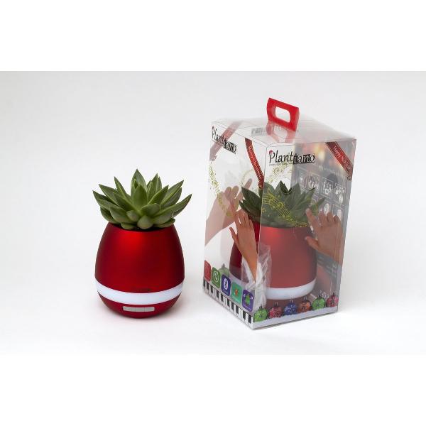 Plantiano Kerst editie Rood met Echeveria