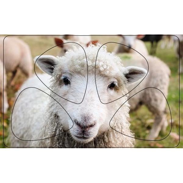 Plectrum Pasje - Schaap