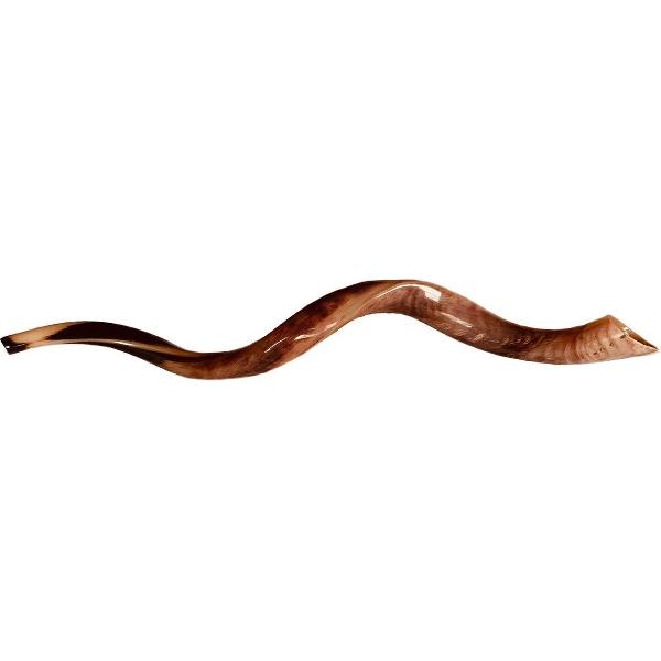 Shofar | Sjofar | Medium | 70CM